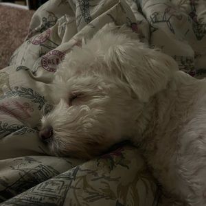 Meet your Posher, Olga pardella